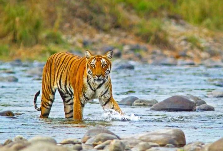 Jim Corbett