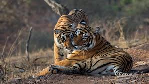 Ranthambore National Park: A