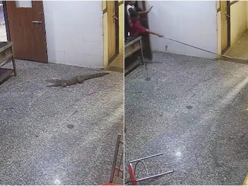 कोटा हॉस्टल की मेस में घुसा मगरमच्छ, CCTV वीडियो वायरल; वन विभाग ने सुरक्षित रेस्क्यू किया