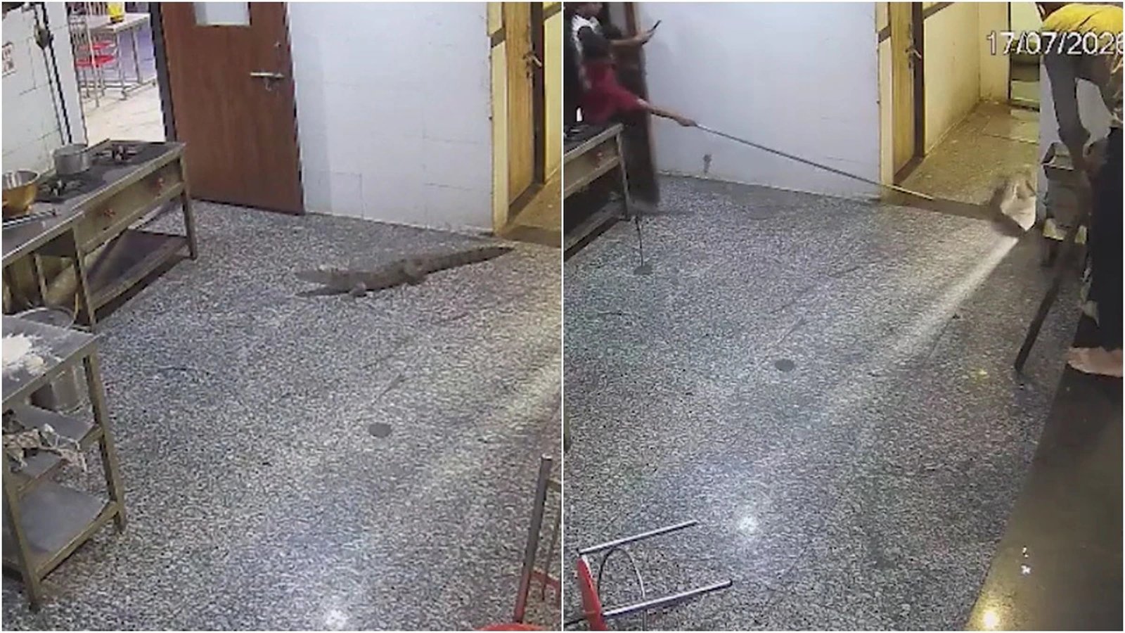 कोटा हॉस्टल की मेस में घुसा मगरमच्छ, CCTV वीडियो वायरल; वन विभाग ने सुरक्षित रेस्क्यू किया
