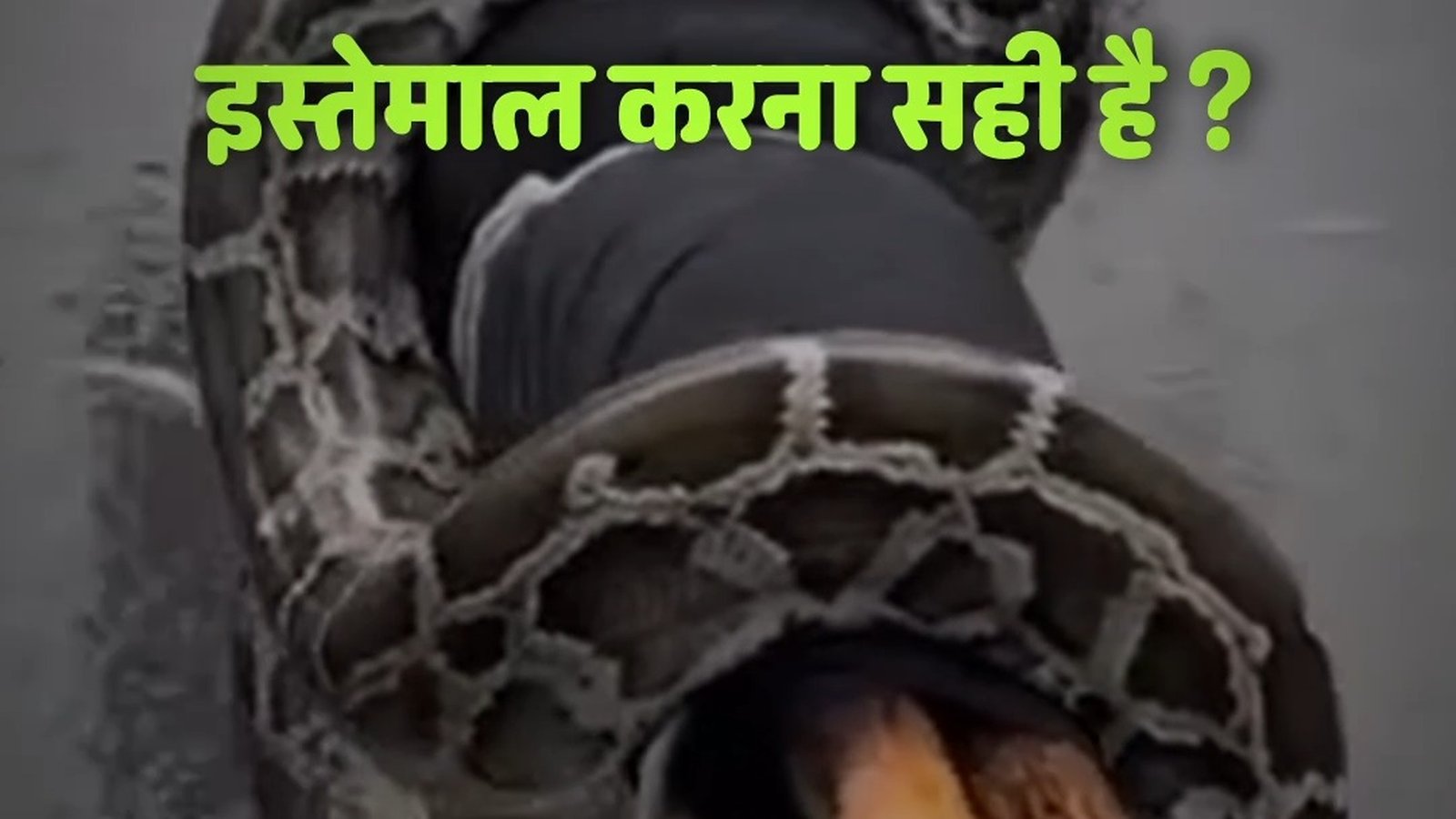 कांवड़ पर विशाल अजगर लिपटते ही मचा हड़कंप, सोशल मीडिया पर वीडियो हुआ वायरल