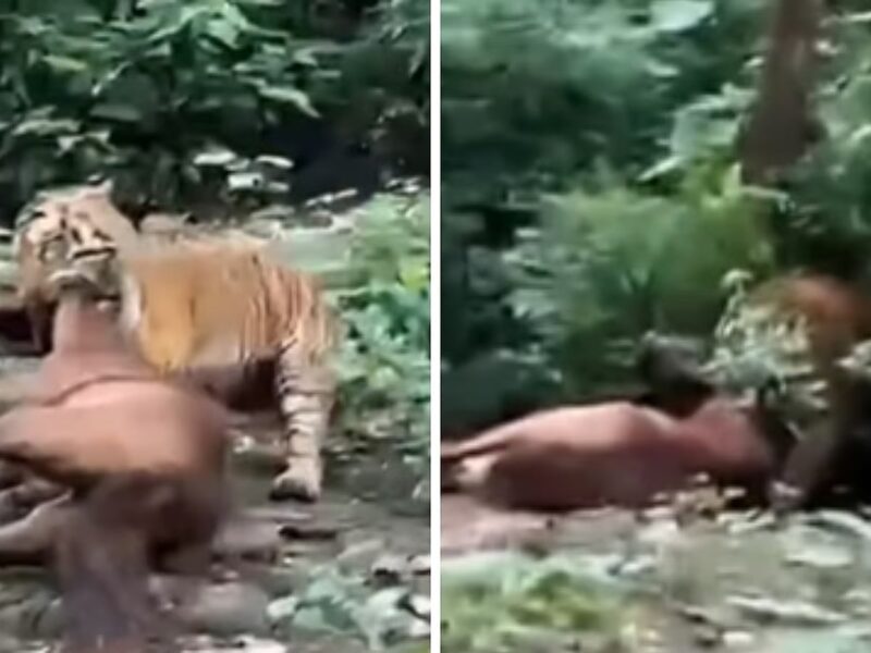 रामनगर: NH-309 के पास दिनदहाड़े घोड़े को दबोच ले गया बाघ, वीडियो हुआ वायरल