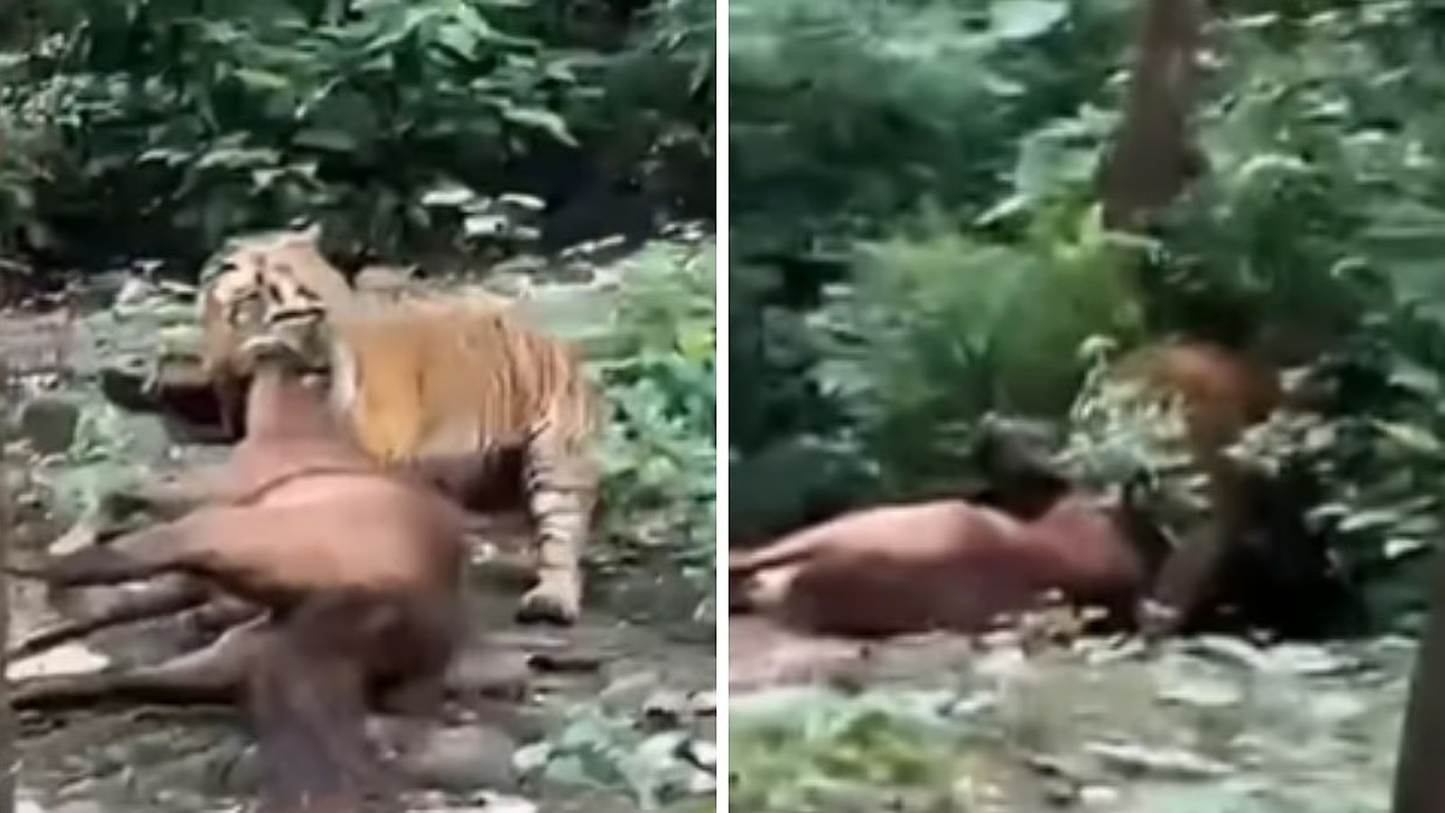 रामनगर: NH-309 के पास दिनदहाड़े घोड़े को दबोच ले गया बाघ, वीडियो हुआ वायरल